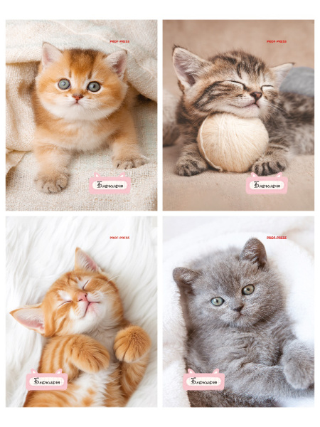 Блокнот А6  24л Милые котята-1